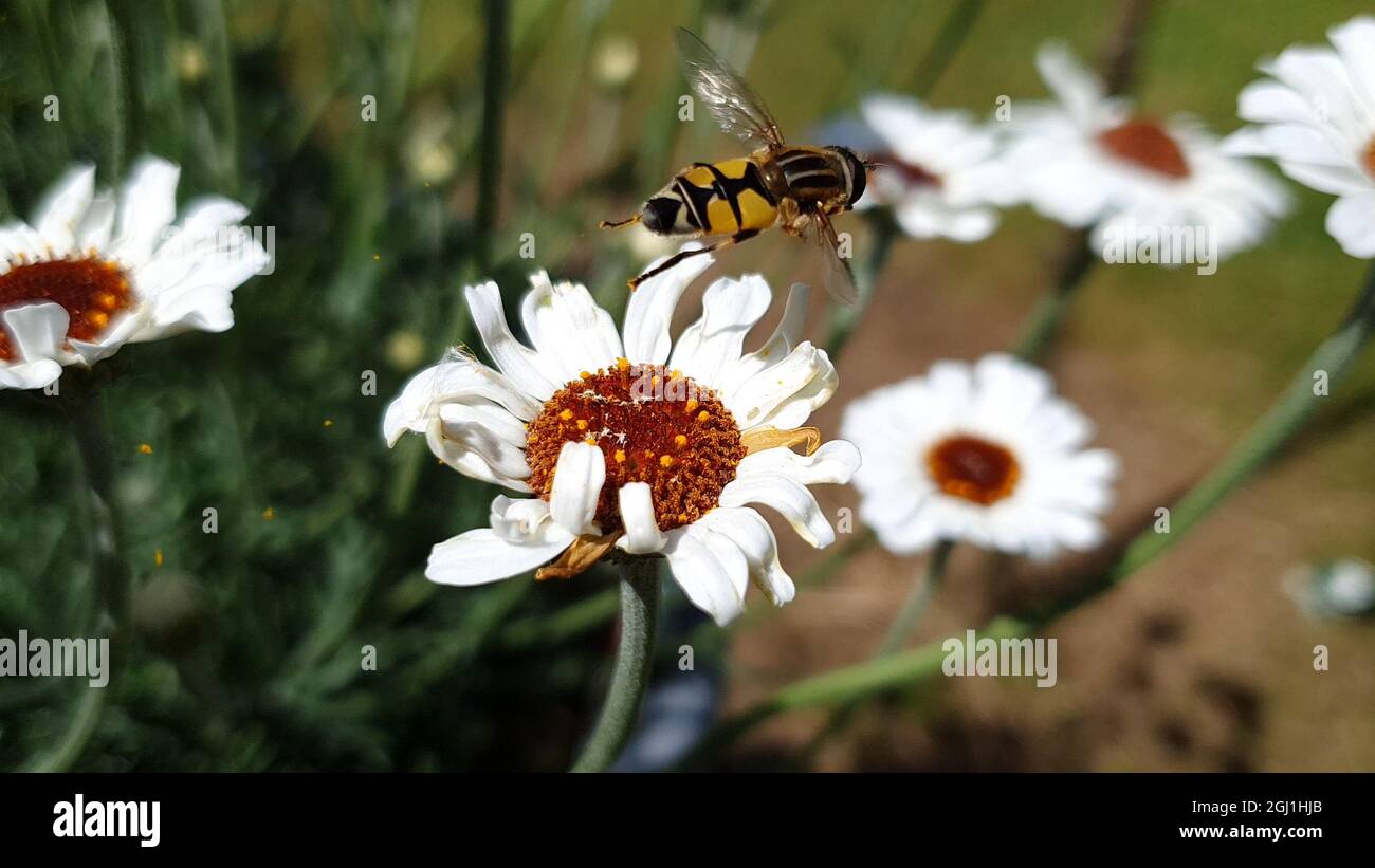Rhodanthemum 'Casablanca' a spring summer flowering plant with a white summertime flower commonly known as Moroccan daisy with a hoverfly bee insect, Stock Photo
