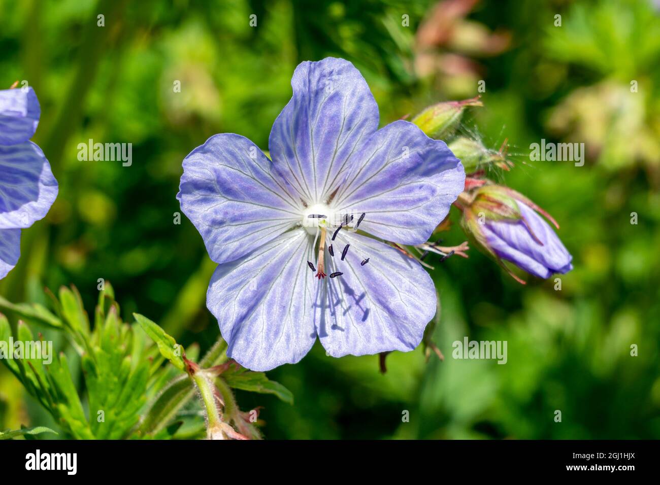 Geranium Pratense 'Mrs Kendall Clark' a summer flowering plant with a light purple summertime flower commonly known as meadow cranesbill, stock photo Stock Photo