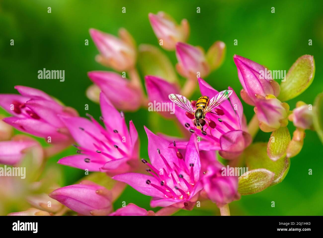 Hover Fly on Pink Flowering Sedum Stock Photo