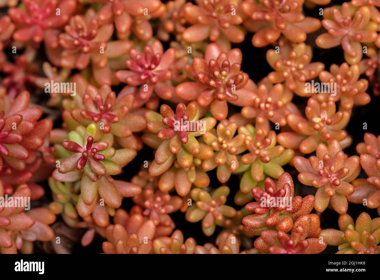 Redberry, Sedum Stock Photo