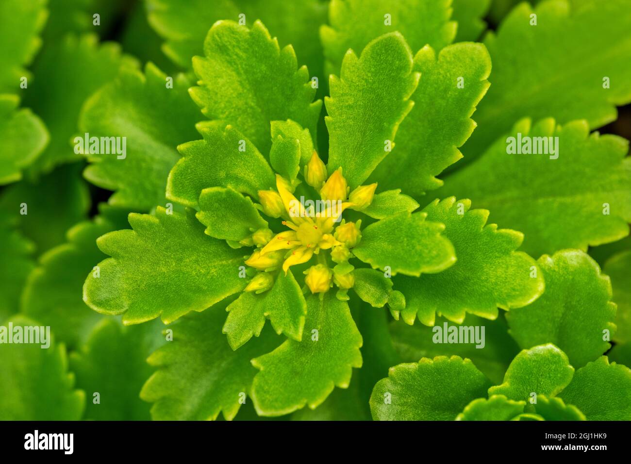 Flowering Stonecrop Stock Photo