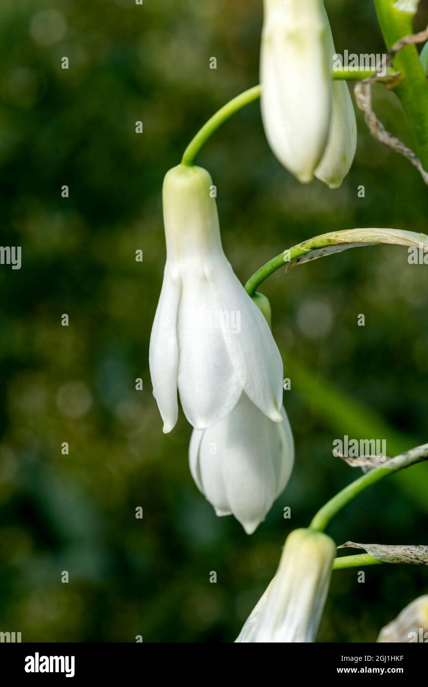 Ornithogalum Candicans a summer flowering bulbous plant with a white summertime flower commonly known as summer hyacinth or spire lily, stock photo im Stock Photo