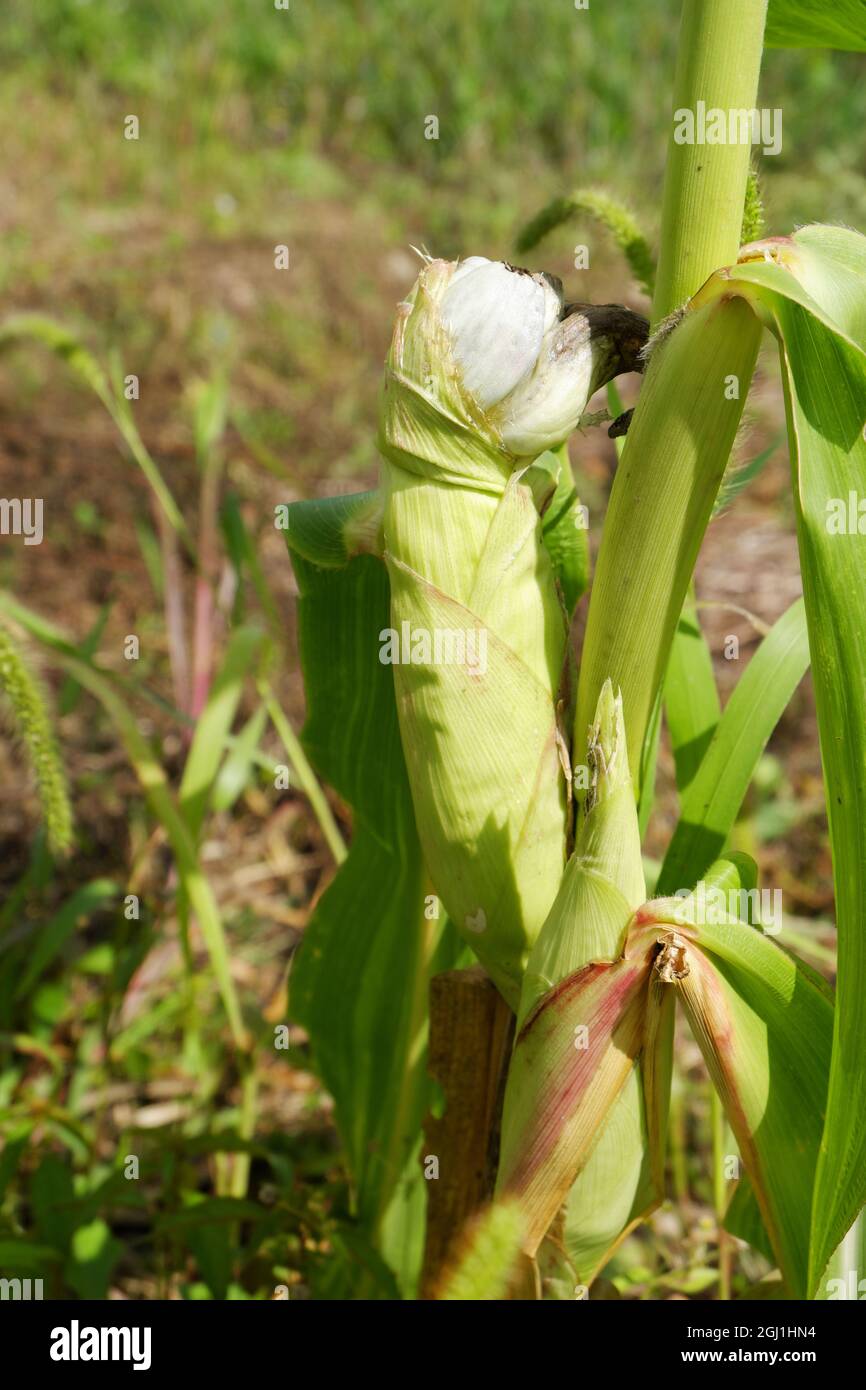 Ustilago maydis. Bubble smut is a pest fungus that has affected the