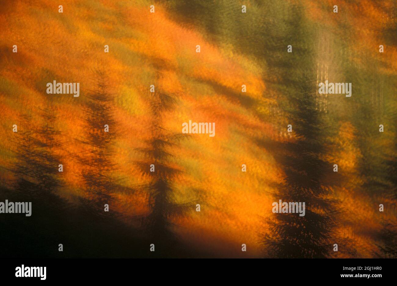 Blurred background image of trees in a forest in autumn. Stock Photo