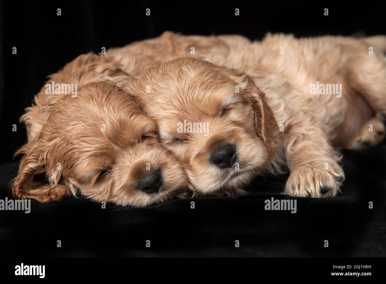 Cocker spaniel puppies sleeping. Stock Photo