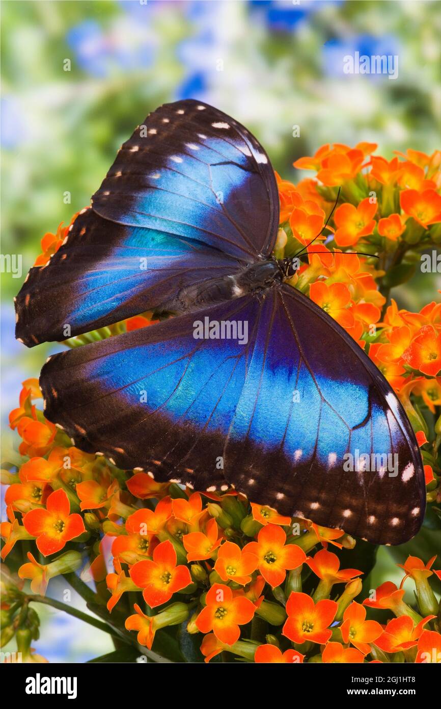 Blue Morpho Butterfly, Morpho peleides Stock Photo Alamy