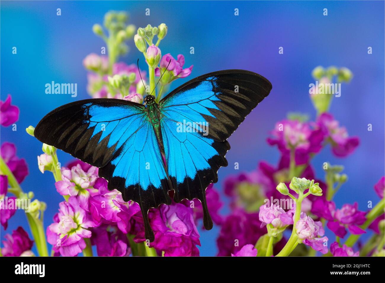 Australian Mountain Blue Swallowtail Butterfly, Papilio ulysses Stock