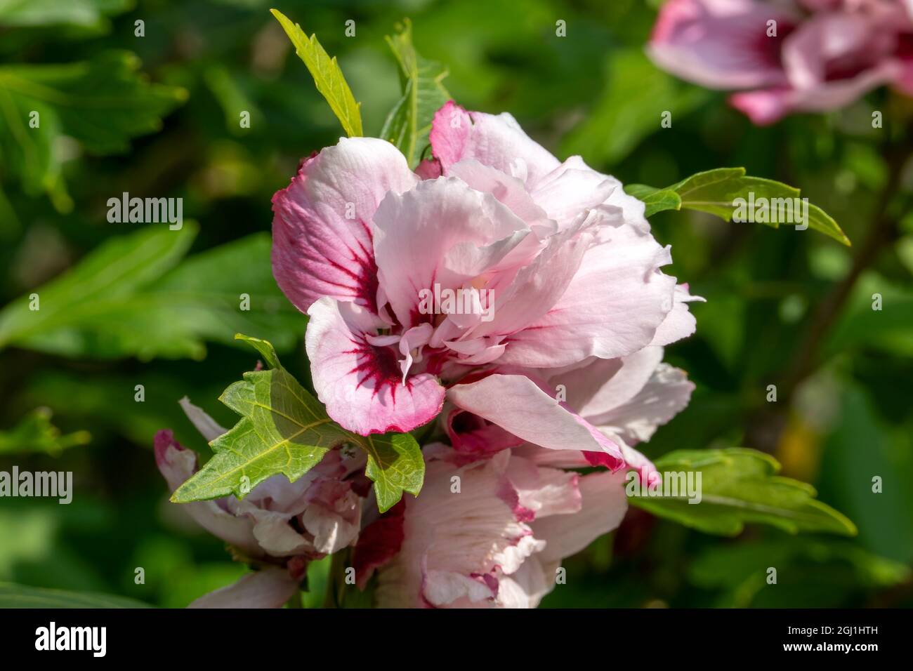 Hibiscus 'Lady Stanley' a summer flowering shrub plant with a pink red summertime flower commonly known as rose of Sharon, stock photo image Stock Photo
