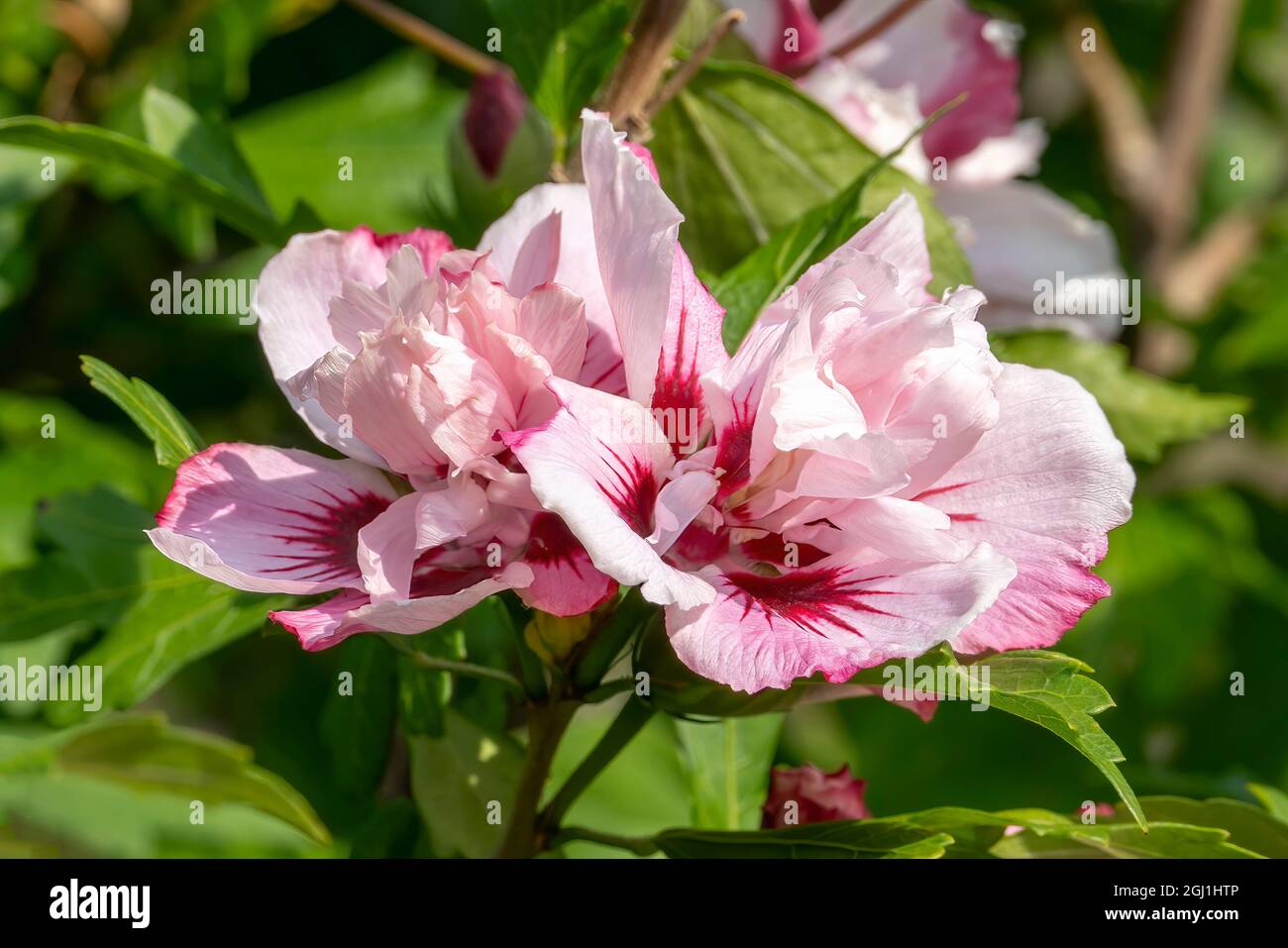 Hibiscus 'Lady Stanley' a summer flowering shrub plant with a pink red summertime flower commonly known as rose of Sharon, stock photo image Stock Photo