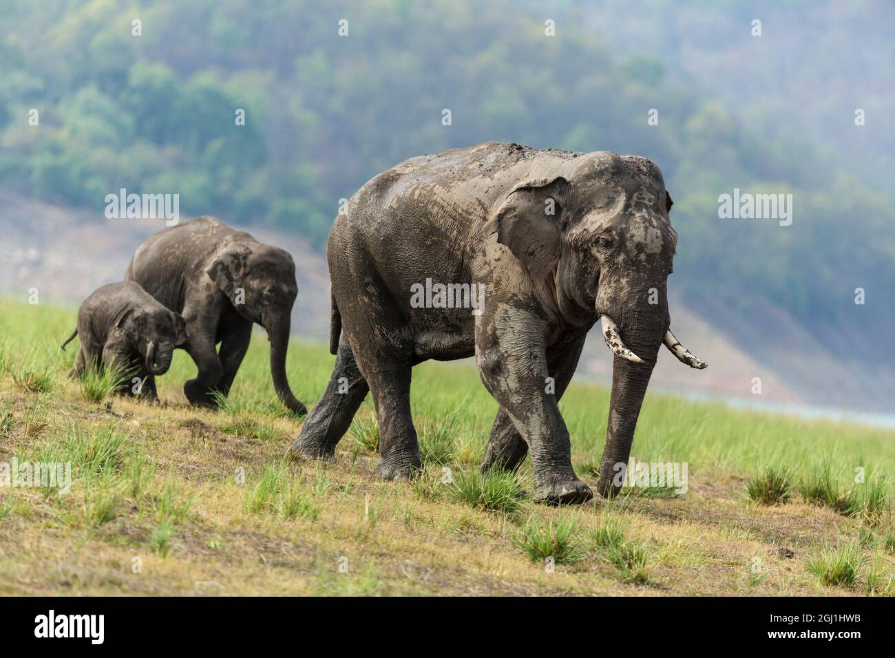 Asian Elephants on the move, Corbett National Park, India. Stock Photo