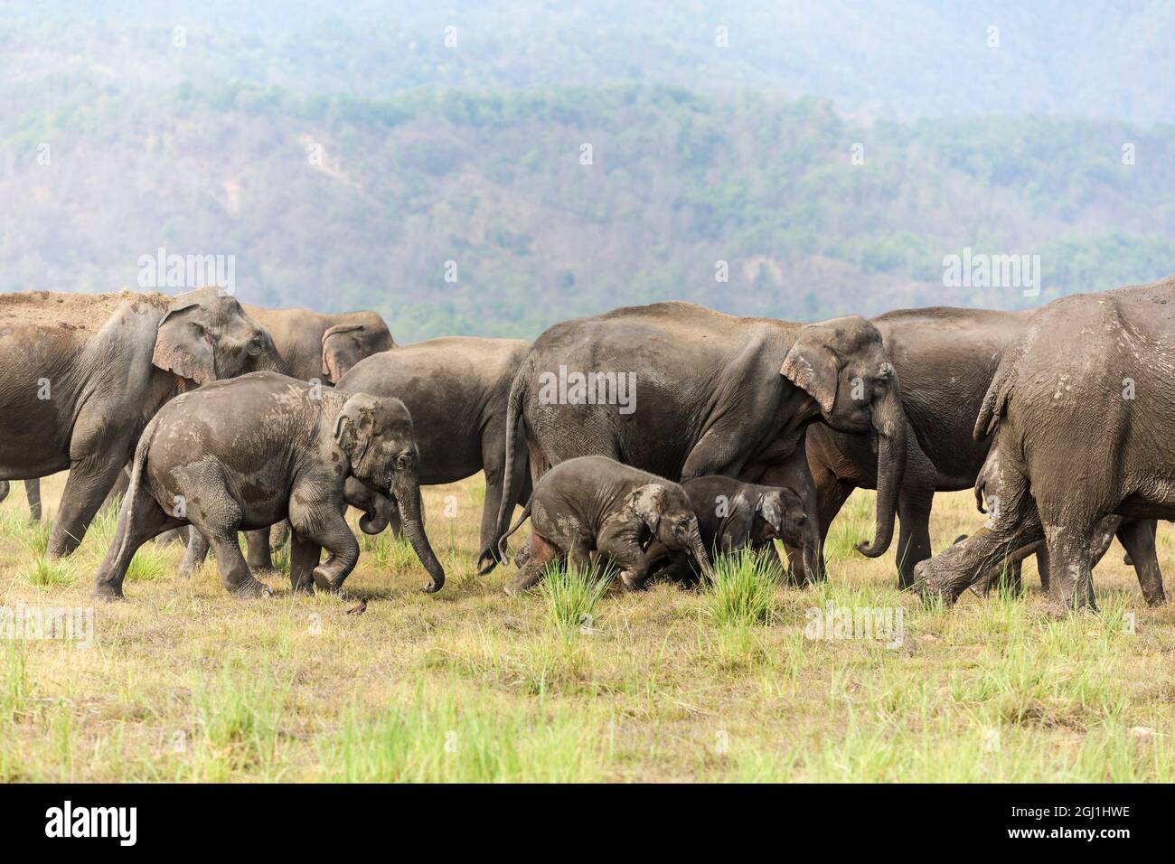 Asian Elephants on the move, Corbett National Park, India. Stock Photo
