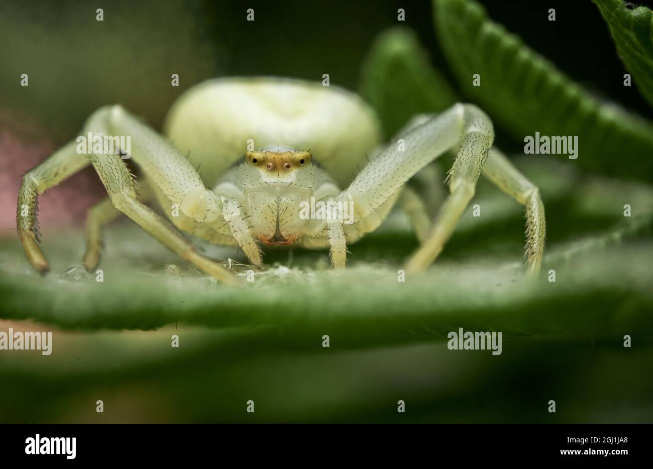 Spider at their natural habitat hi-res stock photography and images - Alamy