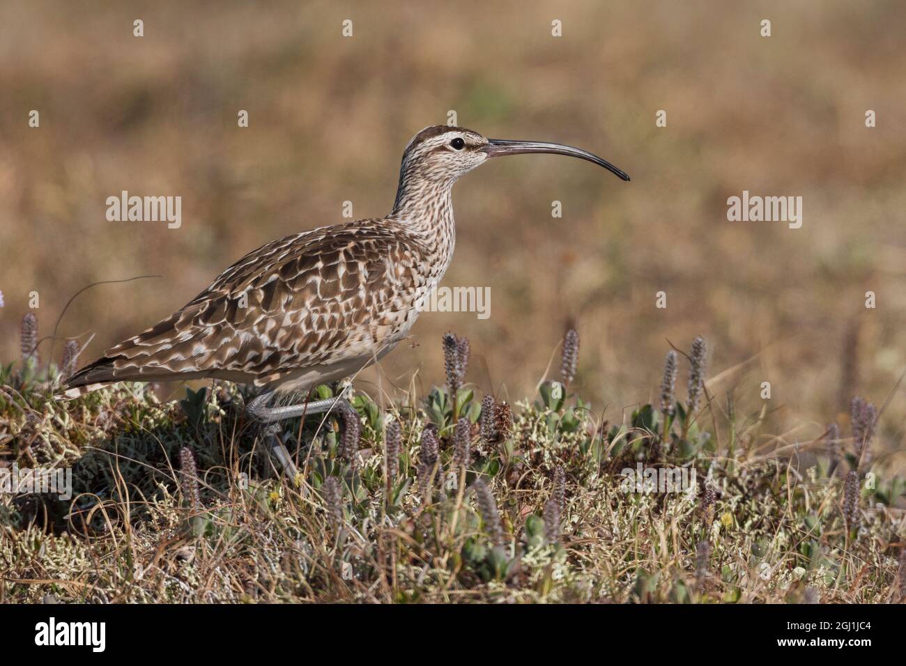 Bristled-thighed curlew, Artic tundra Stock Photo
