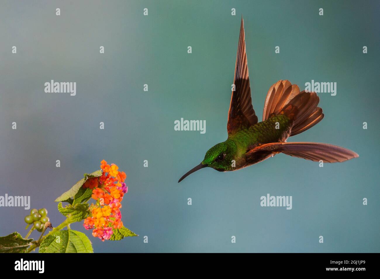 Fawn-breasted brilliant hummingbird. Stock Photo