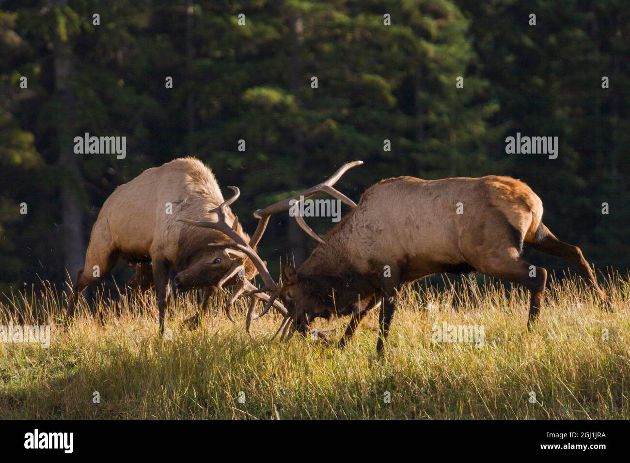 Elk fighting hires stock photography and images Alamy