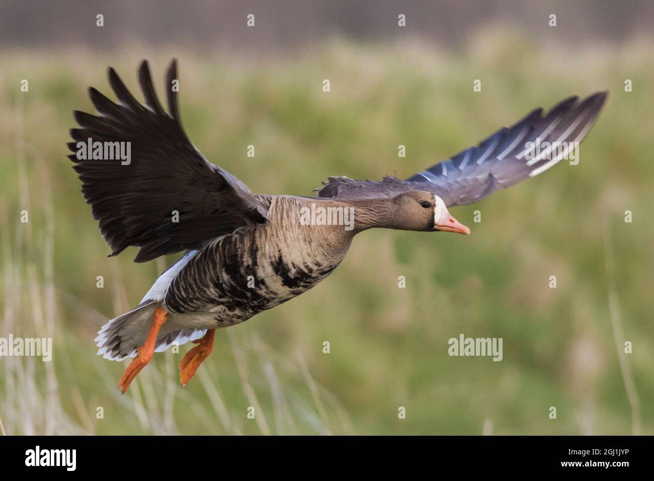 Greater White-fronted goose alighting. Stock Photo