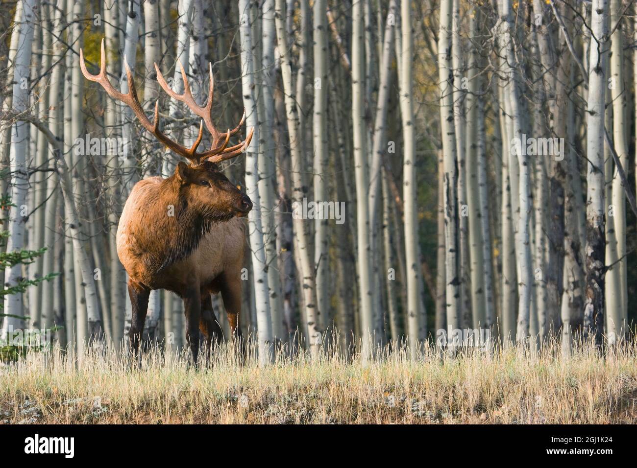 Rocky Mountain Bull Elk, Aspen Forest Stock Photo