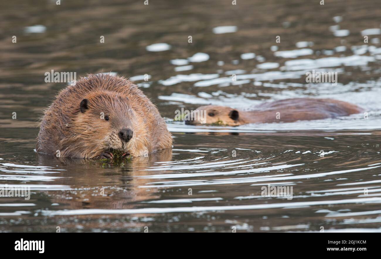 Beaver Parent High Resolution Stock Photography and Images - Alamy
