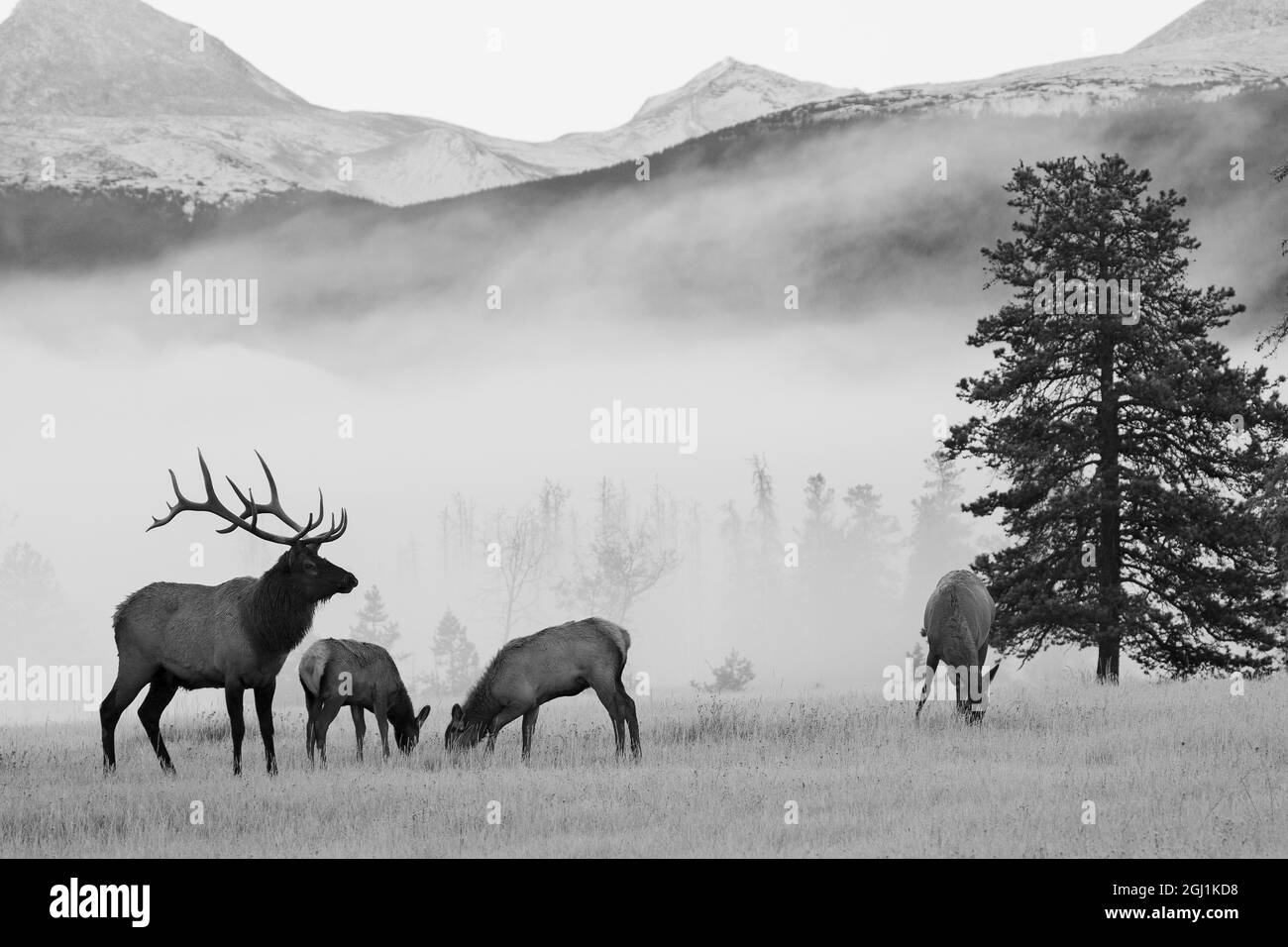 Bull rocky mountain elk Black and White Stock Photos & Images - Alamy