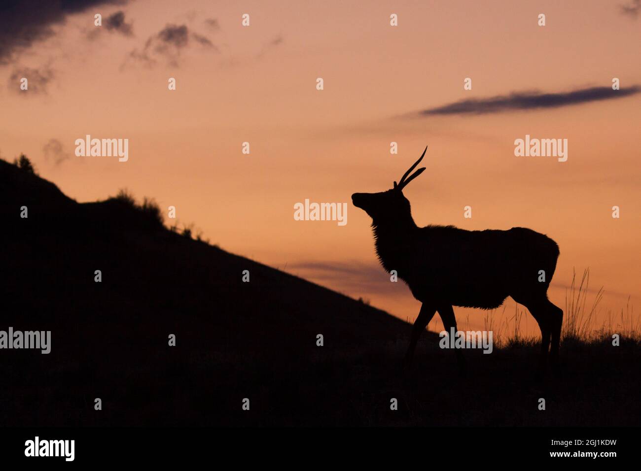 Young Bull Elk, Sunset Silhouette Stock Photo