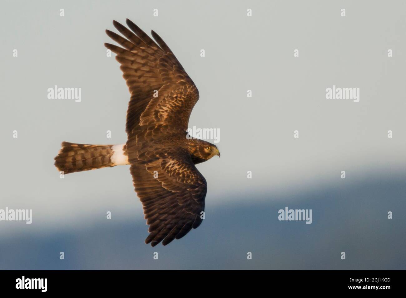 Northern harrier hi-res stock photography and images - Alamy