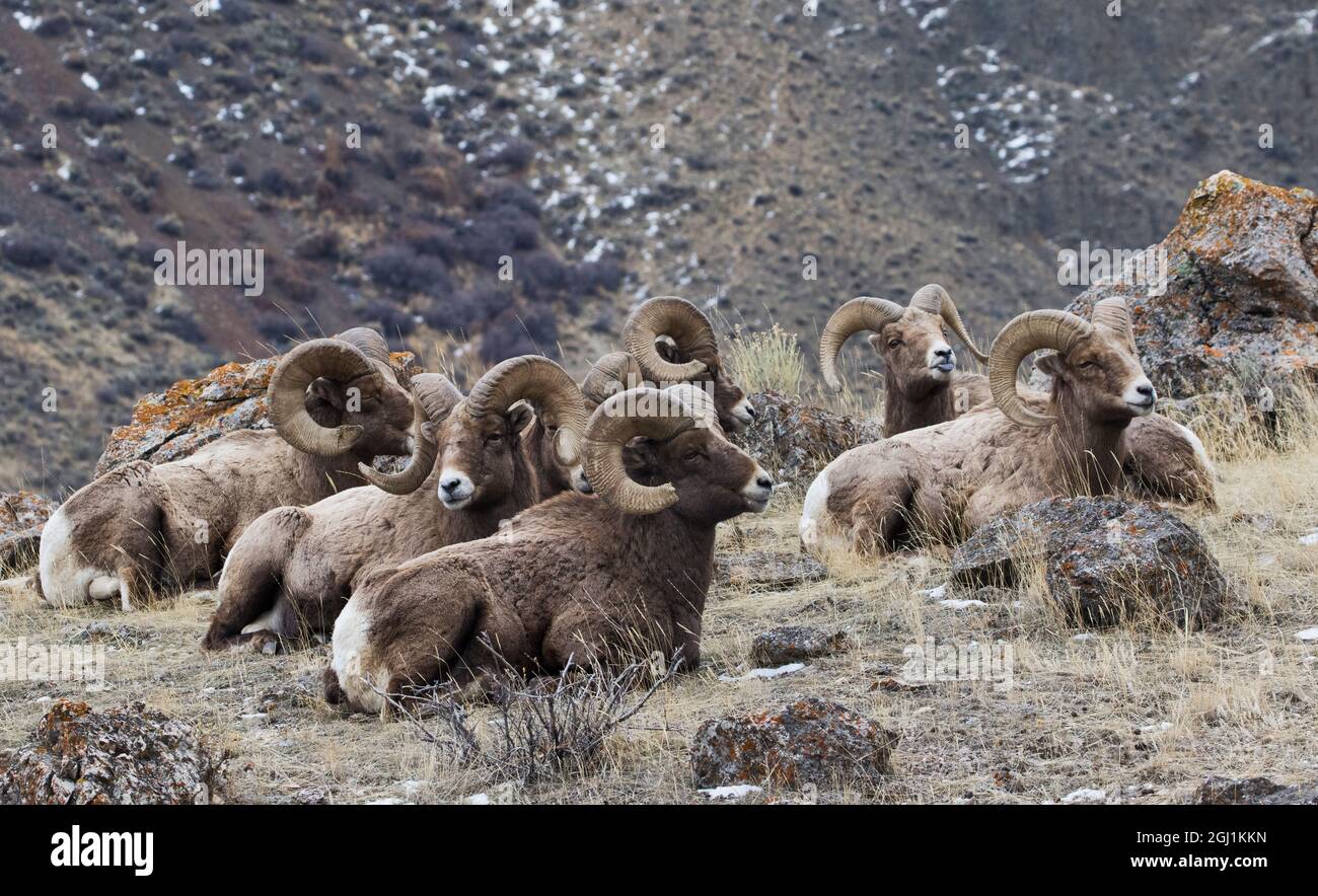 Rocky Mountain bighorn sheep, resting rams Stock Photo - Alamy