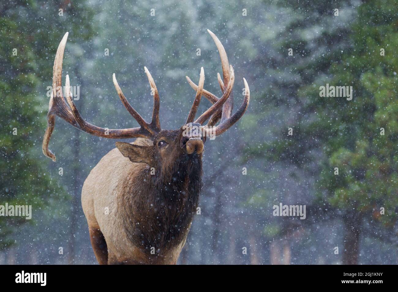 Bull elk, wild eyes Stock Photo - Alamy