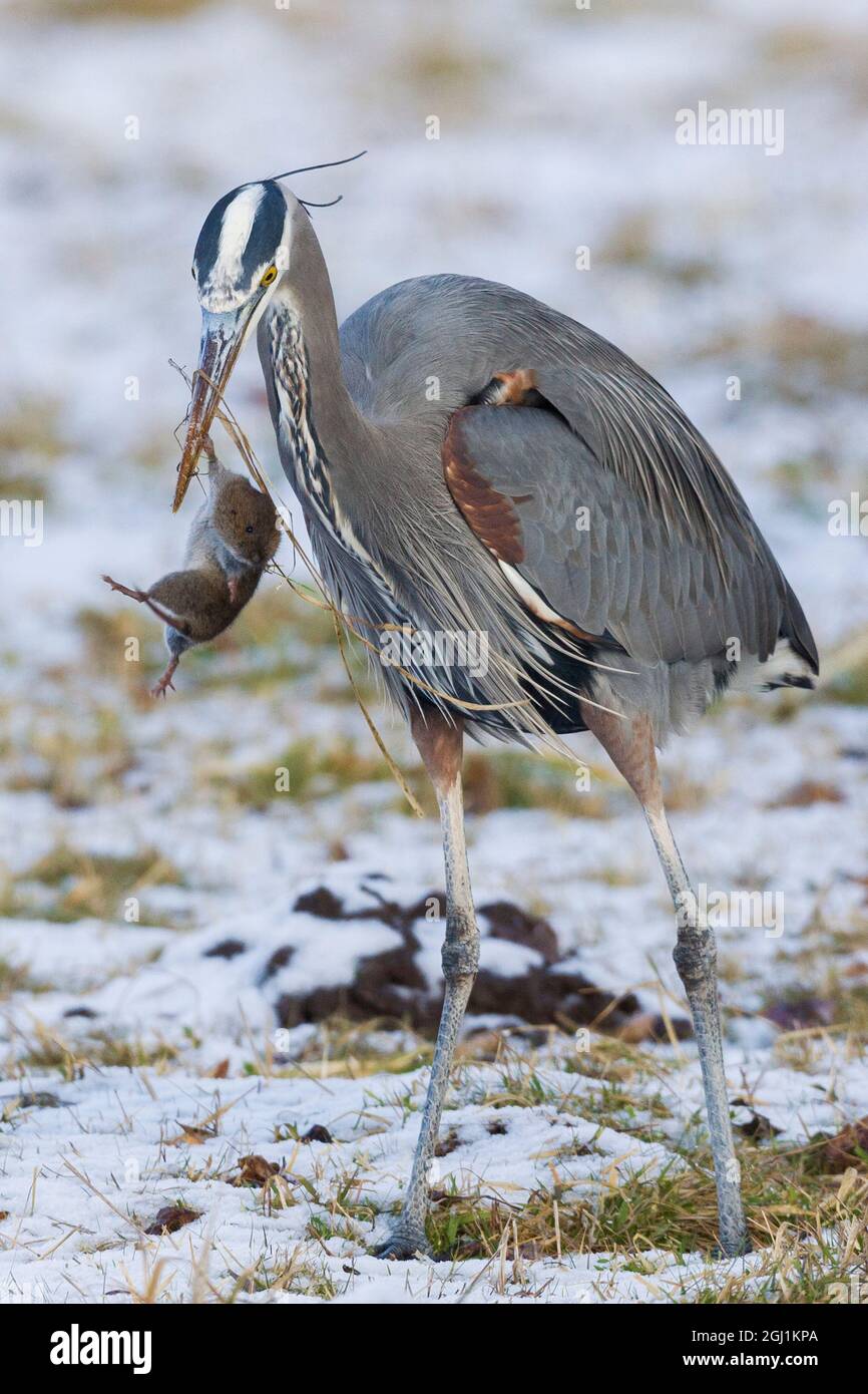 Great blue heron with possible meal Stock Photo
