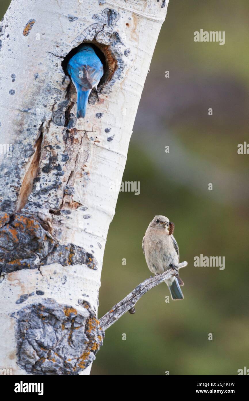 Mountain bluebird pair at nest site Stock Photo - Alamy
