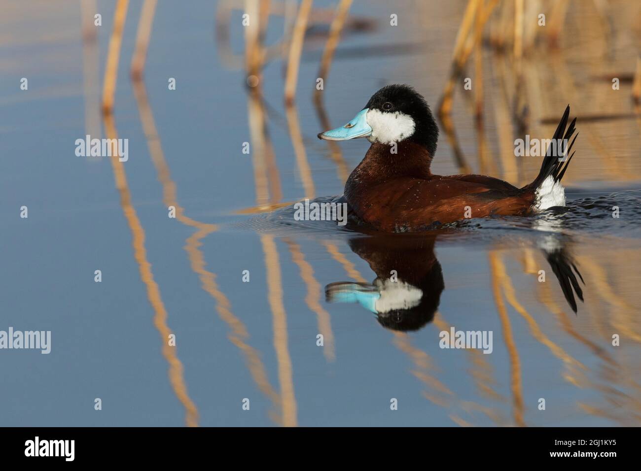 Drake Ruddy Duck Ruddy duck drake Stock Photo - Alamy