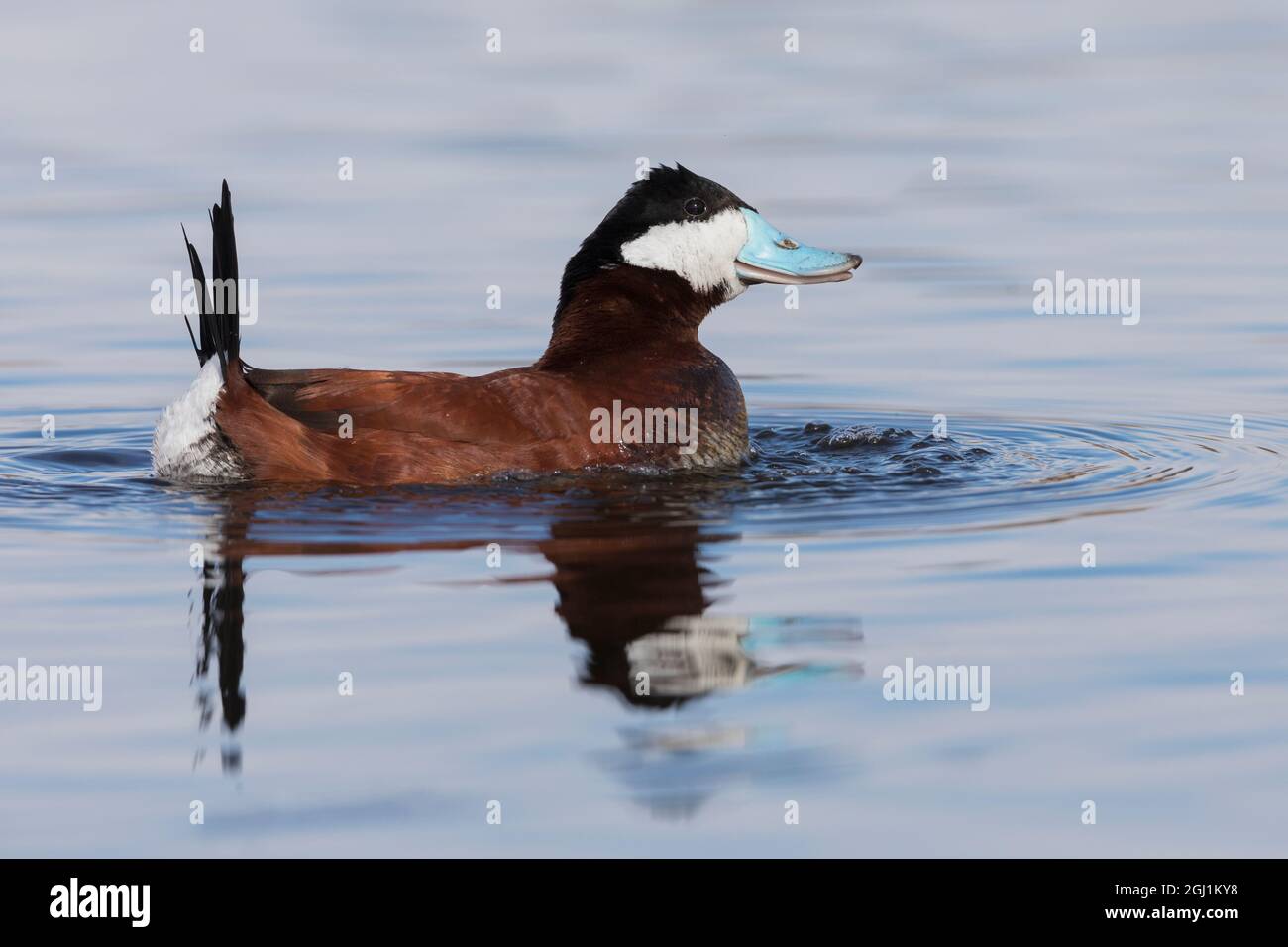 Drake Ruddy Duck Ruddy duck drake Stock Photo - Alamy