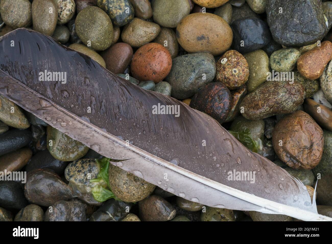 Feather, bald eagle wing feather Stock Photo - Alamy