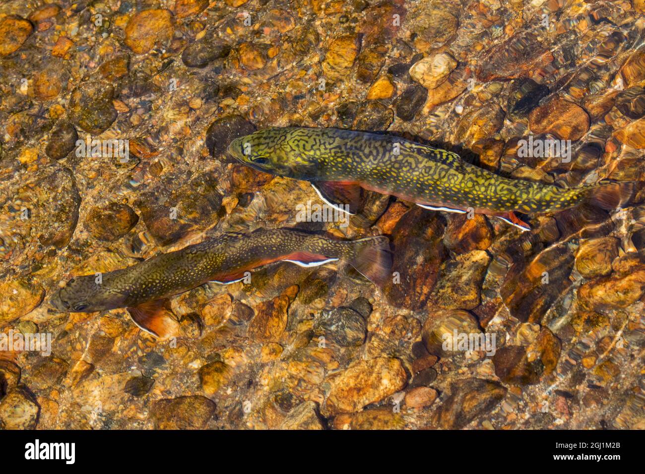 Brook trout, spawning season Stock Photo