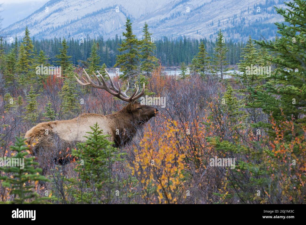 Bull elk, mountain autumn color Stock Photo - Alamy