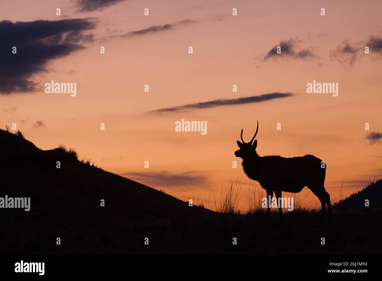 Young Bull elk silhouette Stock Photo