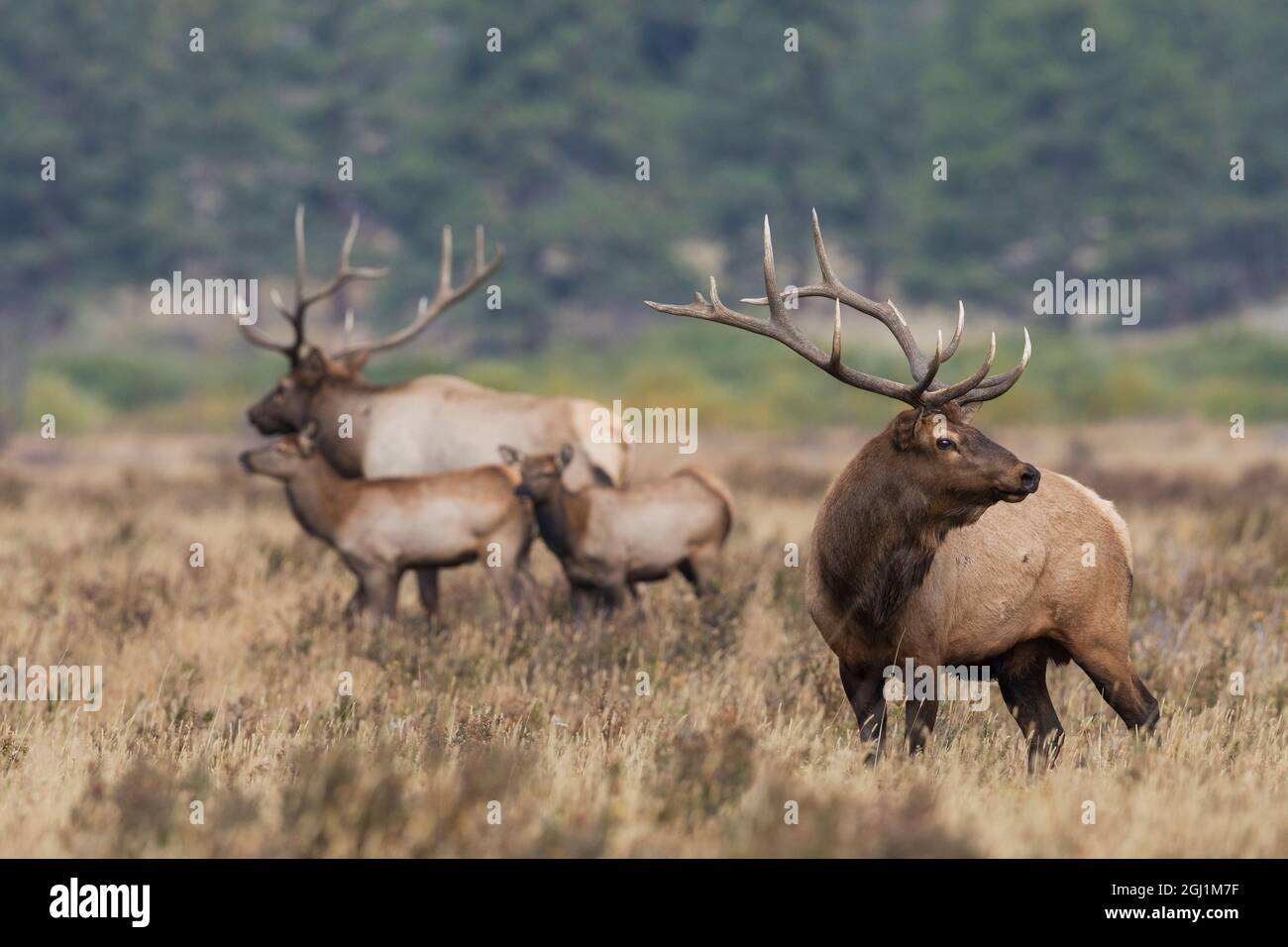 Rocky Mountain elk, the rut Stock Photo - Alamy