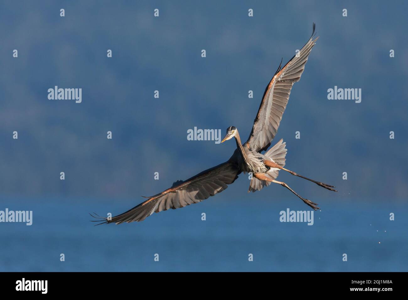 Great blue heron alighting Stock Photo