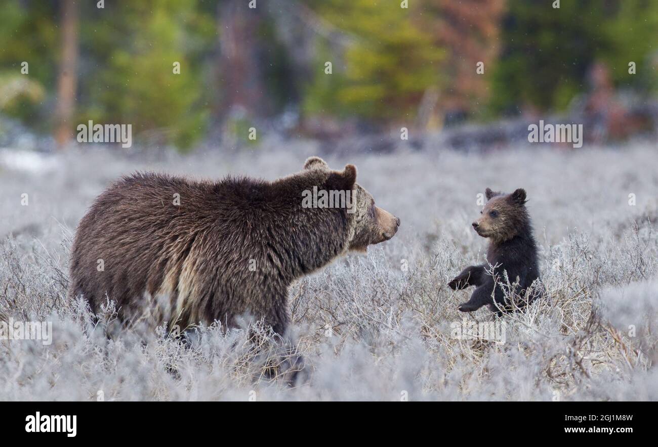 Grizzly bear sow with curious cub Stock Photo