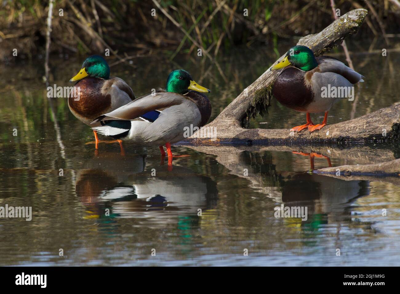 Mallard drakes Resting, timber pond Stock Photo Alamy