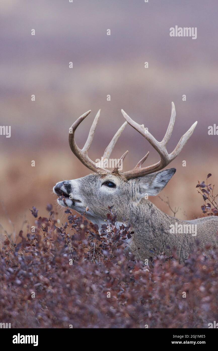 Whitetail deer buck flehmen Stock Photo Alamy