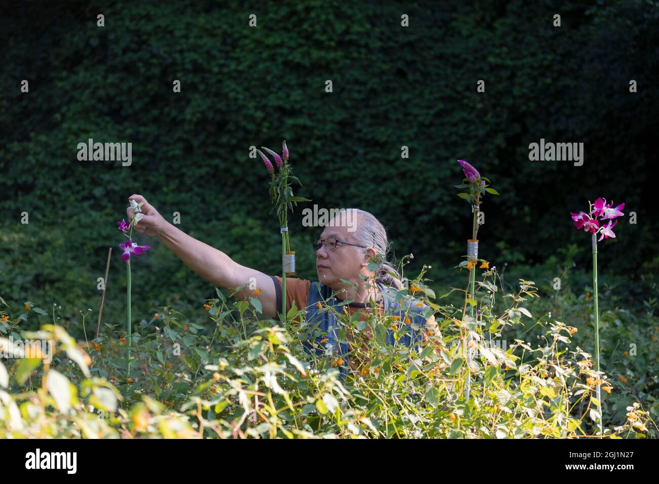 A bird photographer sprays sugar water on flowers he brought to lure hummingbirds. In a park in Queens, New York. Stock Photo