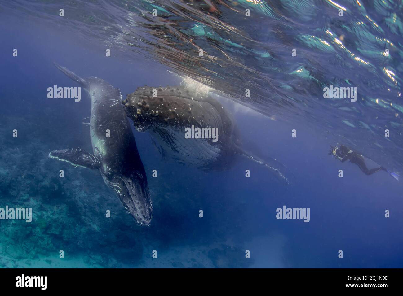 South Pacific, Tonga. Humpback whale mother and calf close-up. Credit as: Jones & Shimlock / Jaynes Gallery / DanitaDelimont.com Stock Photo
