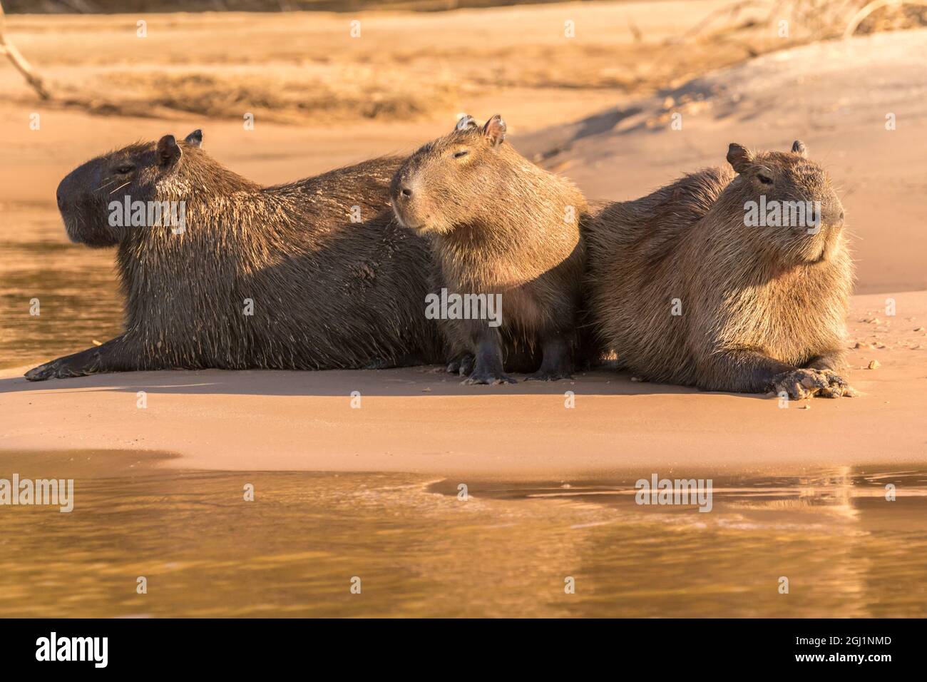 Capybara on beach hi-res stock photography and images - Alamy