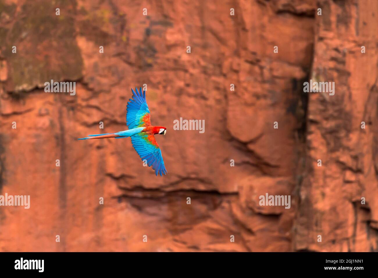 South America, Brazil, Mato Grosso do Sul, Jardim, Sinkhole of the Macaws, red-and-green macaw, Ara chloropterus.  Red-and-green macaw flying in the s Stock Photo