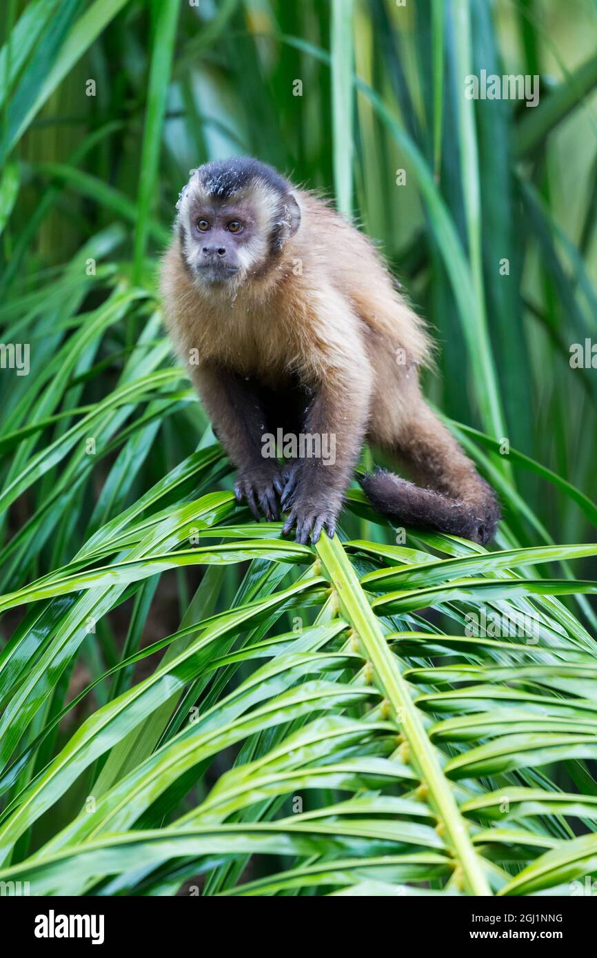 Brown Capuchin Monkey Habitat
