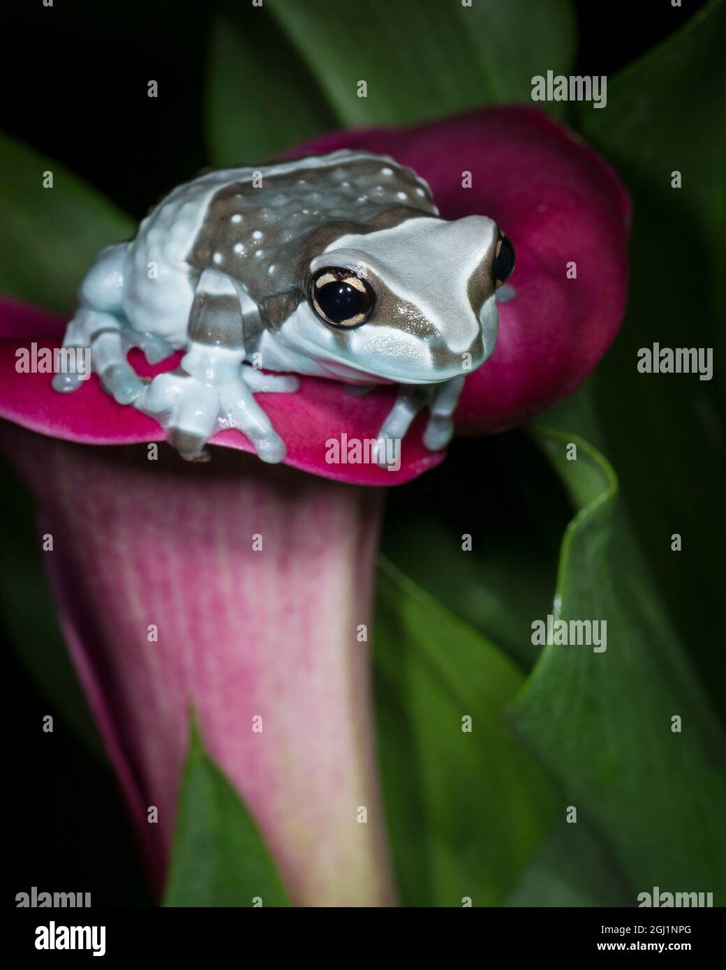 Blue milk frog, Mission goldeneye tree frog, Amazon milk frog