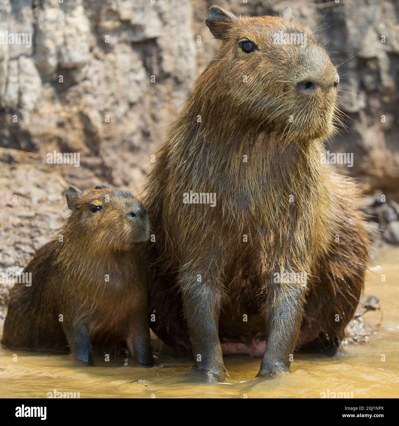 South America. Brazil. A capybara (Hydrochoerus hydrochaeris) is a rodent commonly found in the Pantanal, the world's largest tropical wetland area, a Stock Photo