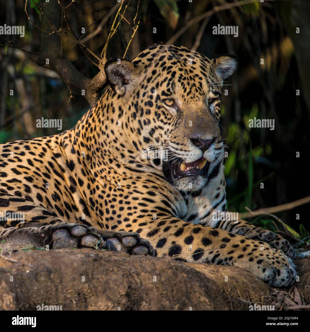 Brazil Predators South America. Brazil. A jaguar (Panthera onca), an apex predator ...
