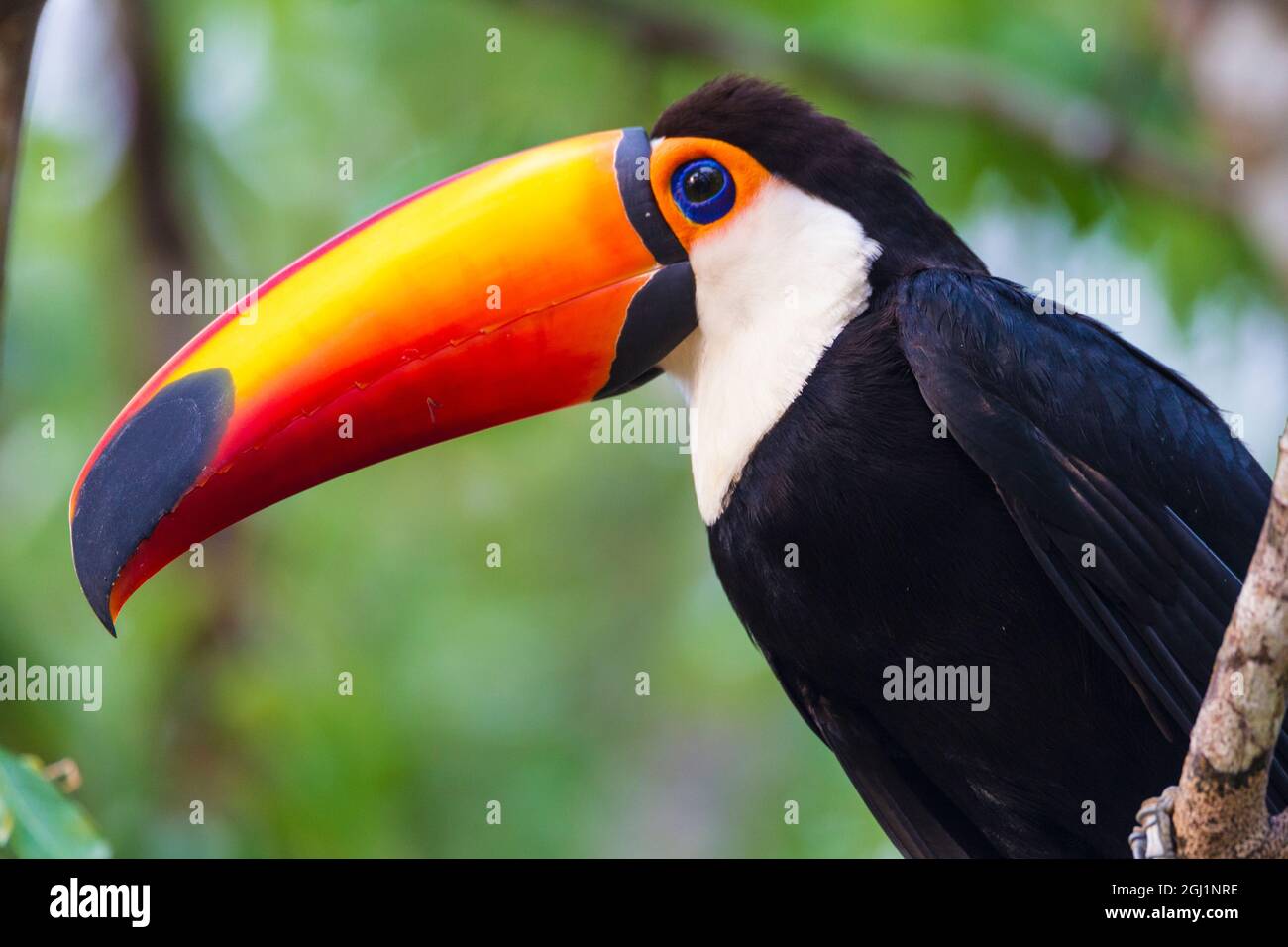 South America. Brazil. Toco Toucan (Ramphastos toco albogularis) is a bird  with a large colorful bill, commonly found in the Pantanal, the world's lar  Stock Photo - Alamy