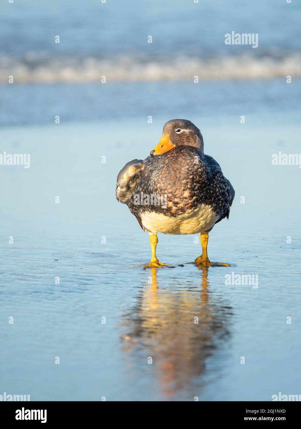 Falkland flightless steamer duck. Male shows an orange, female a
